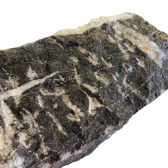 Orthoceras Fossil Specimen On Black Matrix 8 1/2" x 4" - Picture 6 of 10